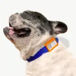 Tag de Identificação com QR Code - Clip Tag - Petscan